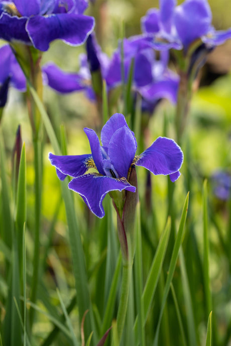 Iris sibirica 'Caesars Brother' mit Blüte ;;ab 5,30 Euro