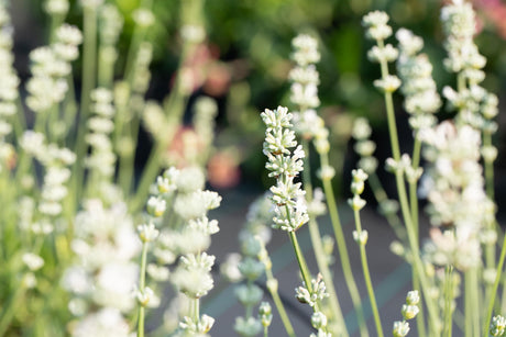 Lavandula angustifolia 'Ellagance Ice' mit Blüte ;;ab 4,30 Euro