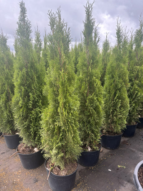 Thuja occidentalis 'Smaragd' im Topf, erhältlich von 30-40 bis 225-250 cm ;;ab 10,70 Euro