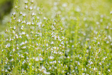 Calamintha nepeta 'Triumphator' ;;ab 3,85 Euro