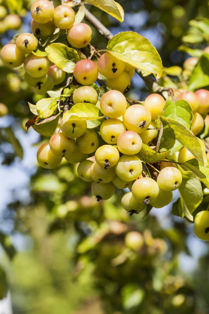 Malus domestica 'Butterball' mit Früchten, erhältlich als: Hochstamm, Solitär, verschulte Sträucher ; Einsatz: Ziergehölz ; Pluspunkt: dekorative Früchte;;günstig mit Qualität