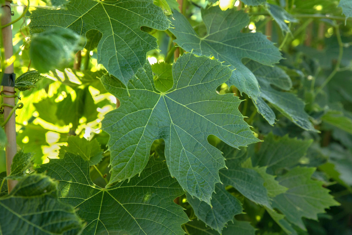 Vitis 'Murio Muskat' mit Belaubung, erhältlich von 80-100 bis 80-100 cm ;;ab 25,90 Euro