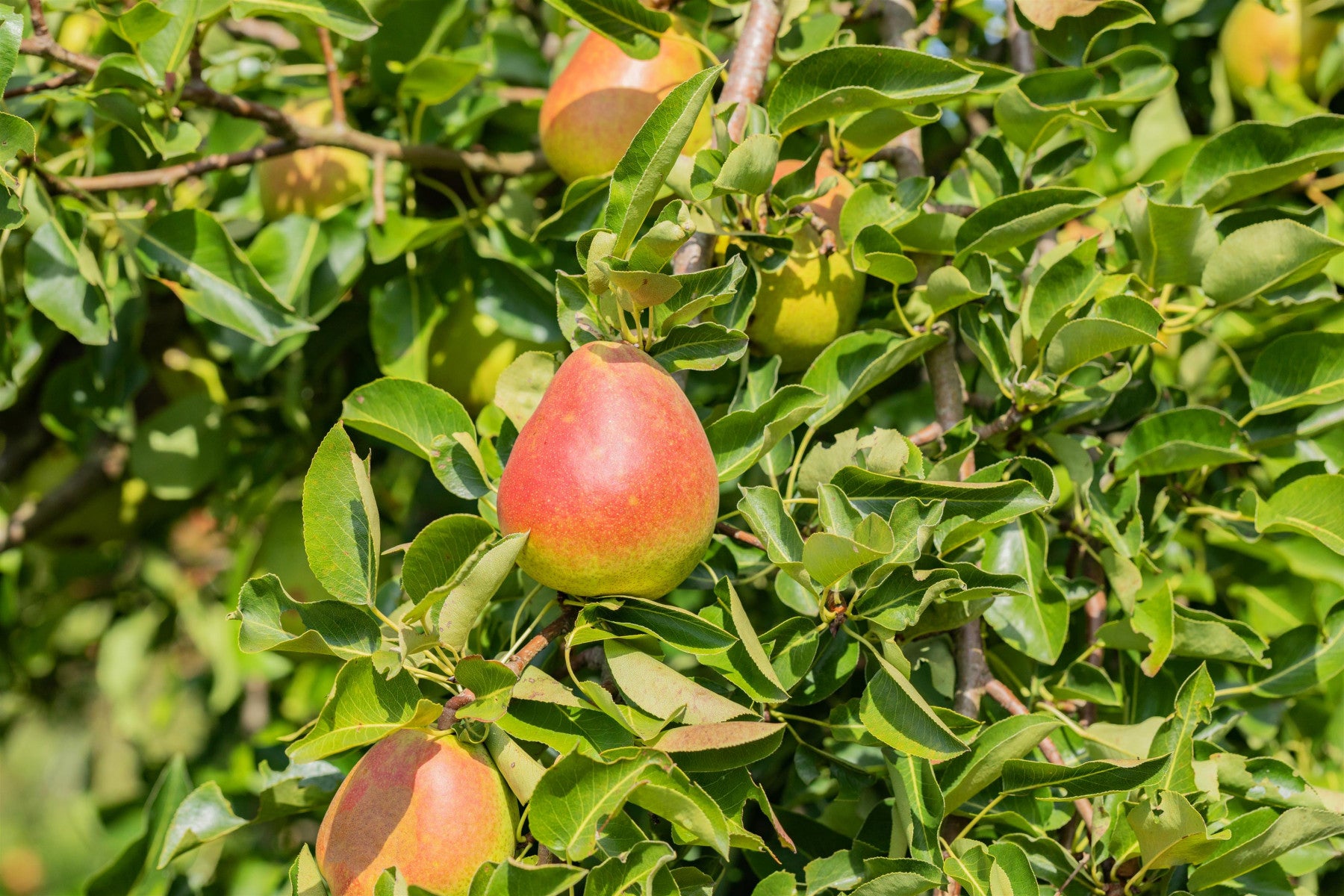 Pyrus com. 'Nordhäuser Winterforelle' (Birne 'Nordhäuser Winterforellen' spät)