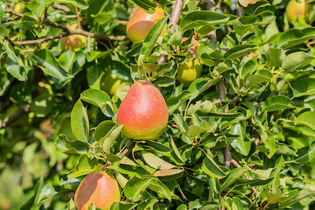 Pyrus com. 'Nordhäuser Winterforelle' mit Früchten, erhältlich von 150-200 bis 450-650 cm ;;ab 38,50 Euro