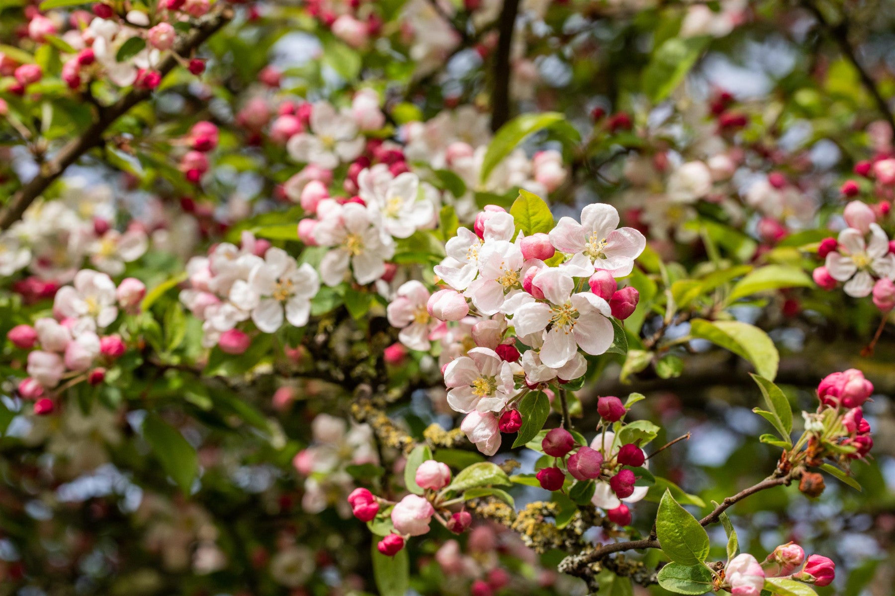 Malus 'Rudolph' (Zierapfel 'Rudolph')