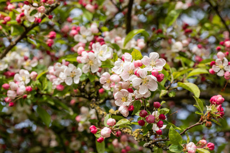 Malus 'Rudolph' mit Blüte, erhältlich von 60-100 bis 450-650 cm ;;ab 16,60 Euro