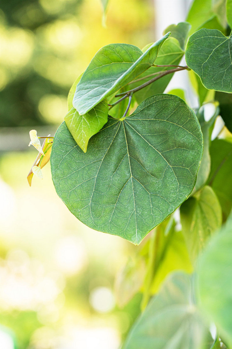 Cercis canadensis mit Belaubung, erhältlich von 80-100 bis 125-150 cm ;;ab 52,50 Euro