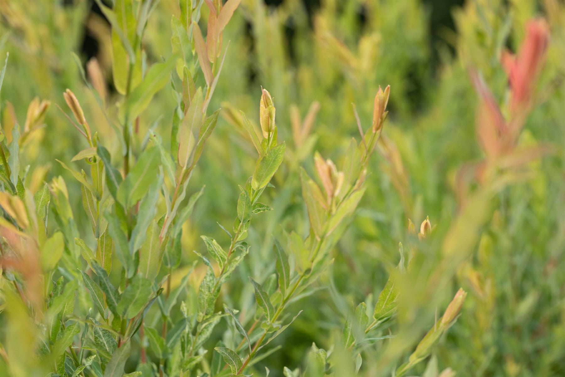 Salix purpurea (Purpurweide)