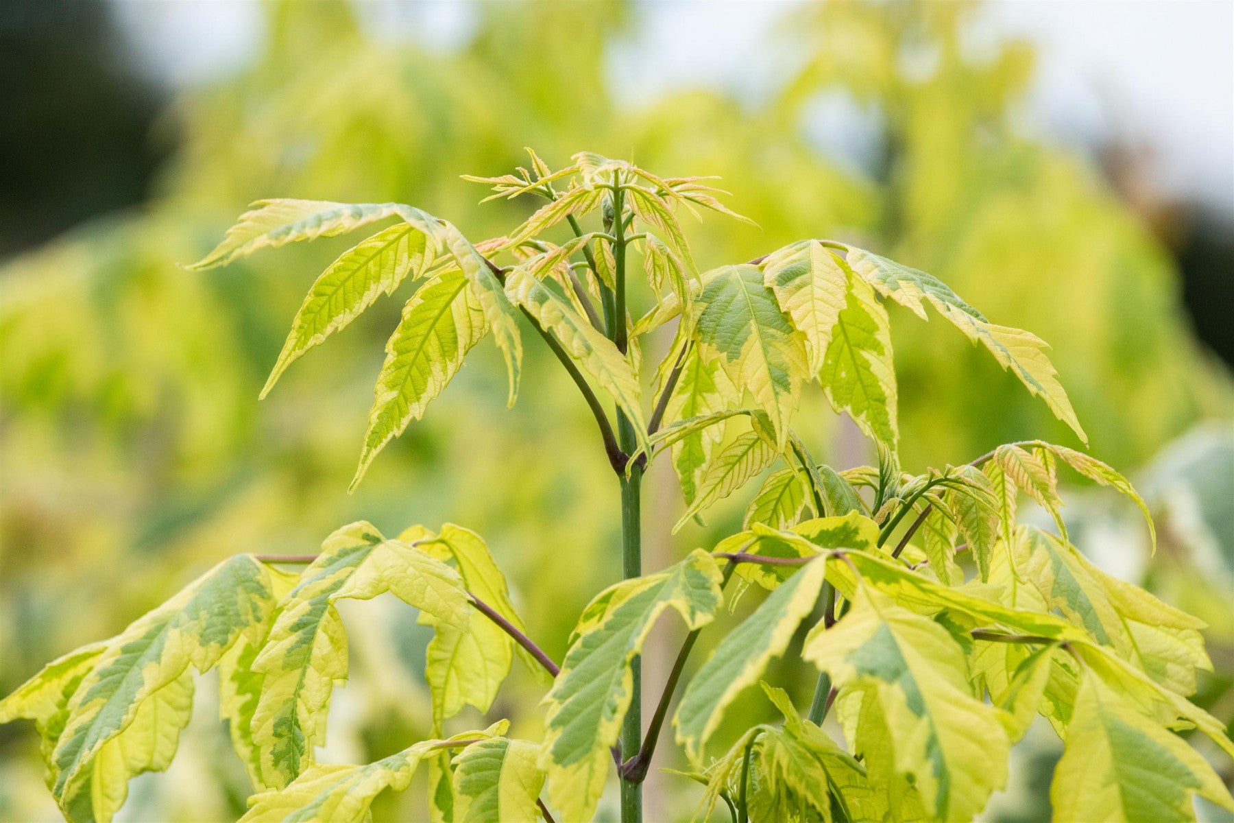 Acer negundo 'Aureo-variegatum' (Goldbunter Eschenahorn 'Aureovariegatum')