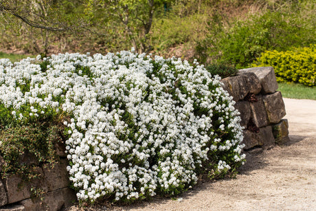 Iberis sempervirens 'Snowflake' als Pflanze im Beet ;;ab 4,50 Euro