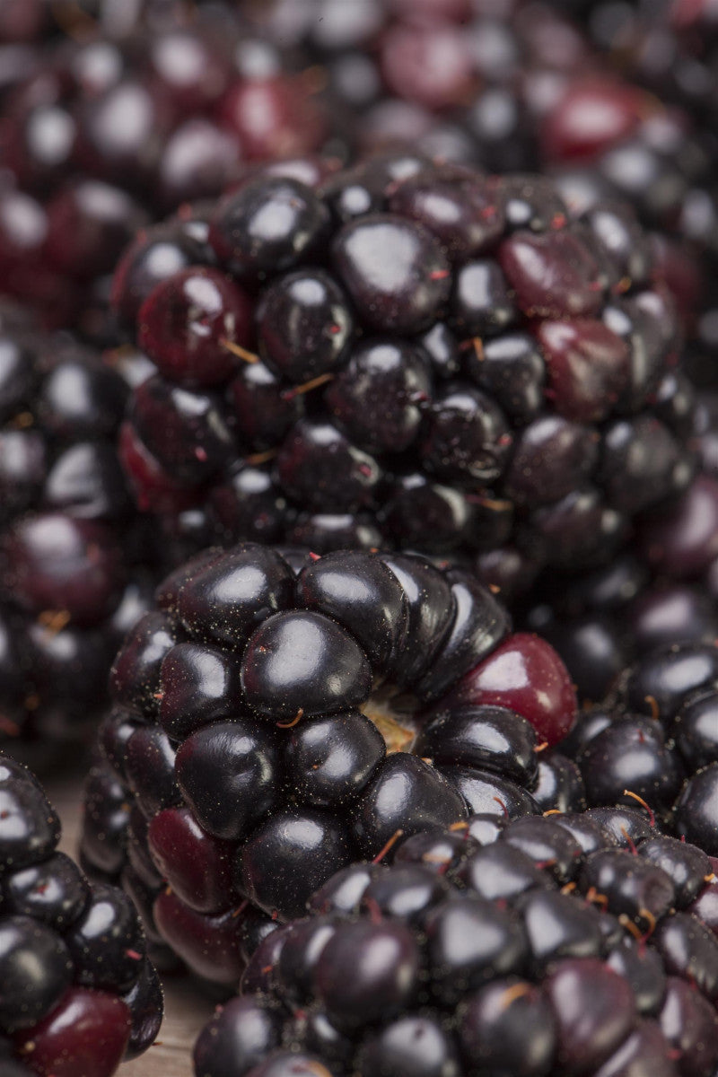 Rubus frut. 'Wilsons Frühe' (Brombeere 'Wilsons Frühe')