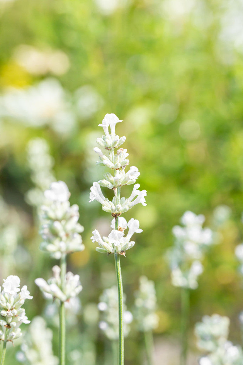 Lavandula angustifolia 'Nana Alba' mit Blüte ;;ab 5,10 Euro