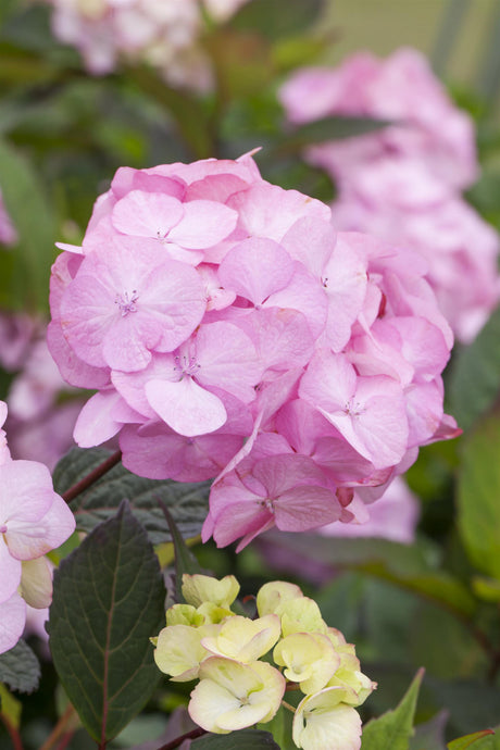 Hydrangea serrata 'Preziosa' mit Blüte, erhältlich von 40-60 bis 60-80 cm ;;ab 58,00 Euro