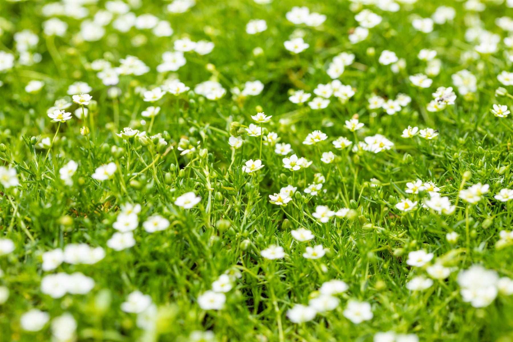 Sagina subulata (Pfriemen-Mastkraut)