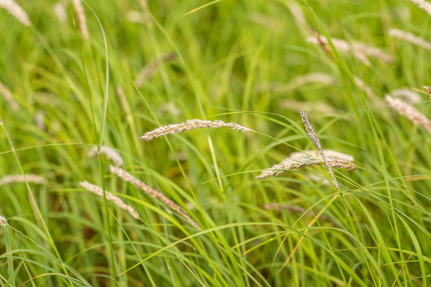 Sesleria autumnalis (Herbst-Blaugras)