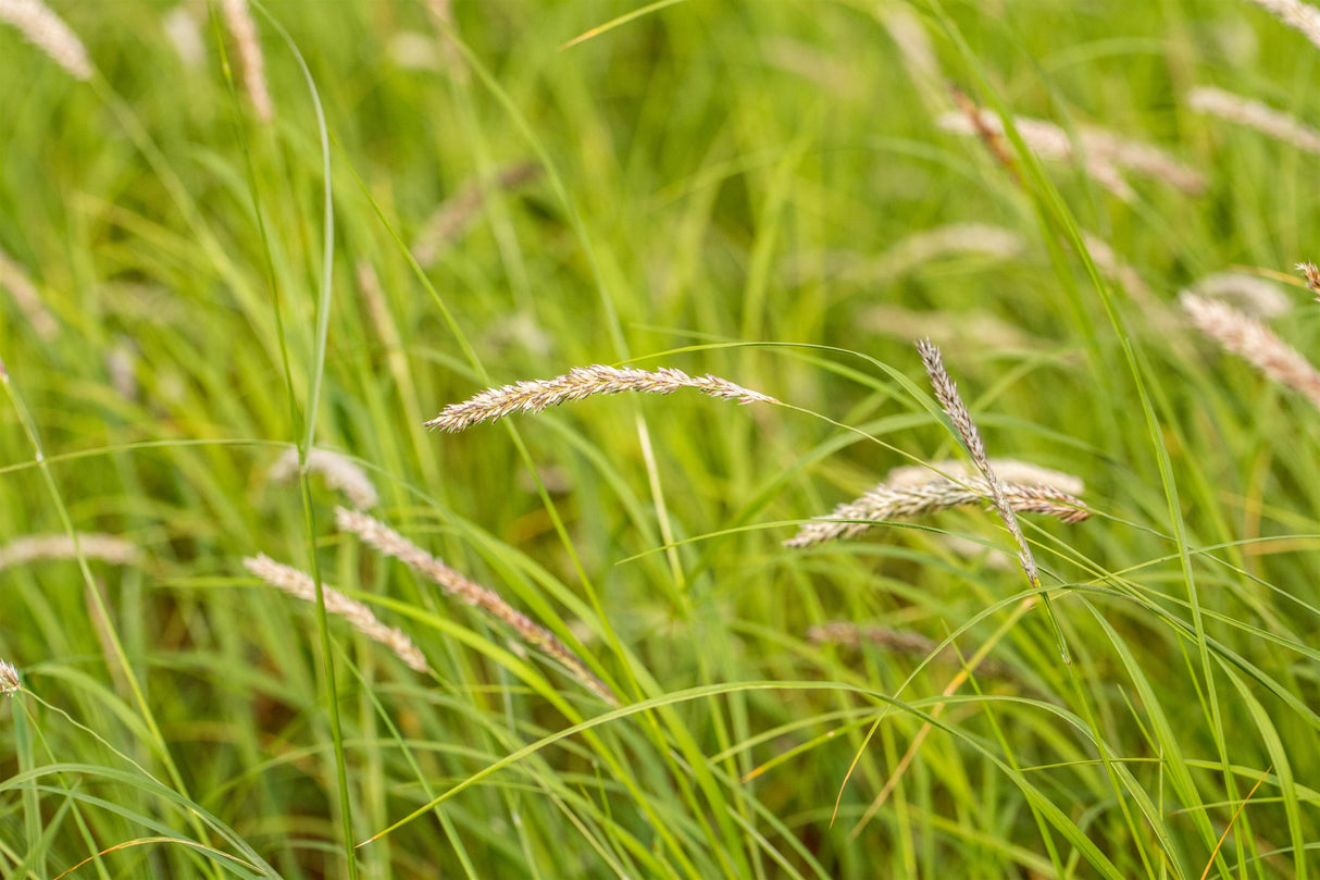 Sesleria autumnalis ;;ab 3,90 Euro