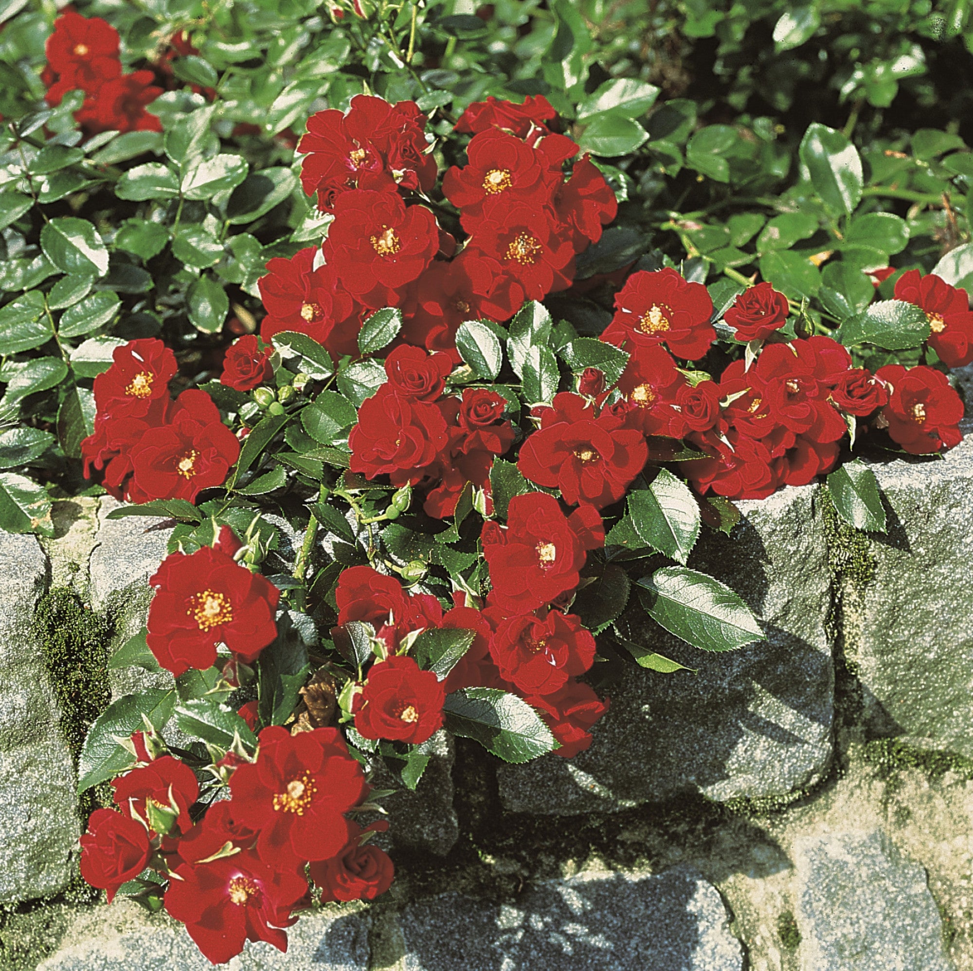 Rosa 'Alpenglühen' BDR (Bodendeckerrose 'Alpenglühen' -R-)