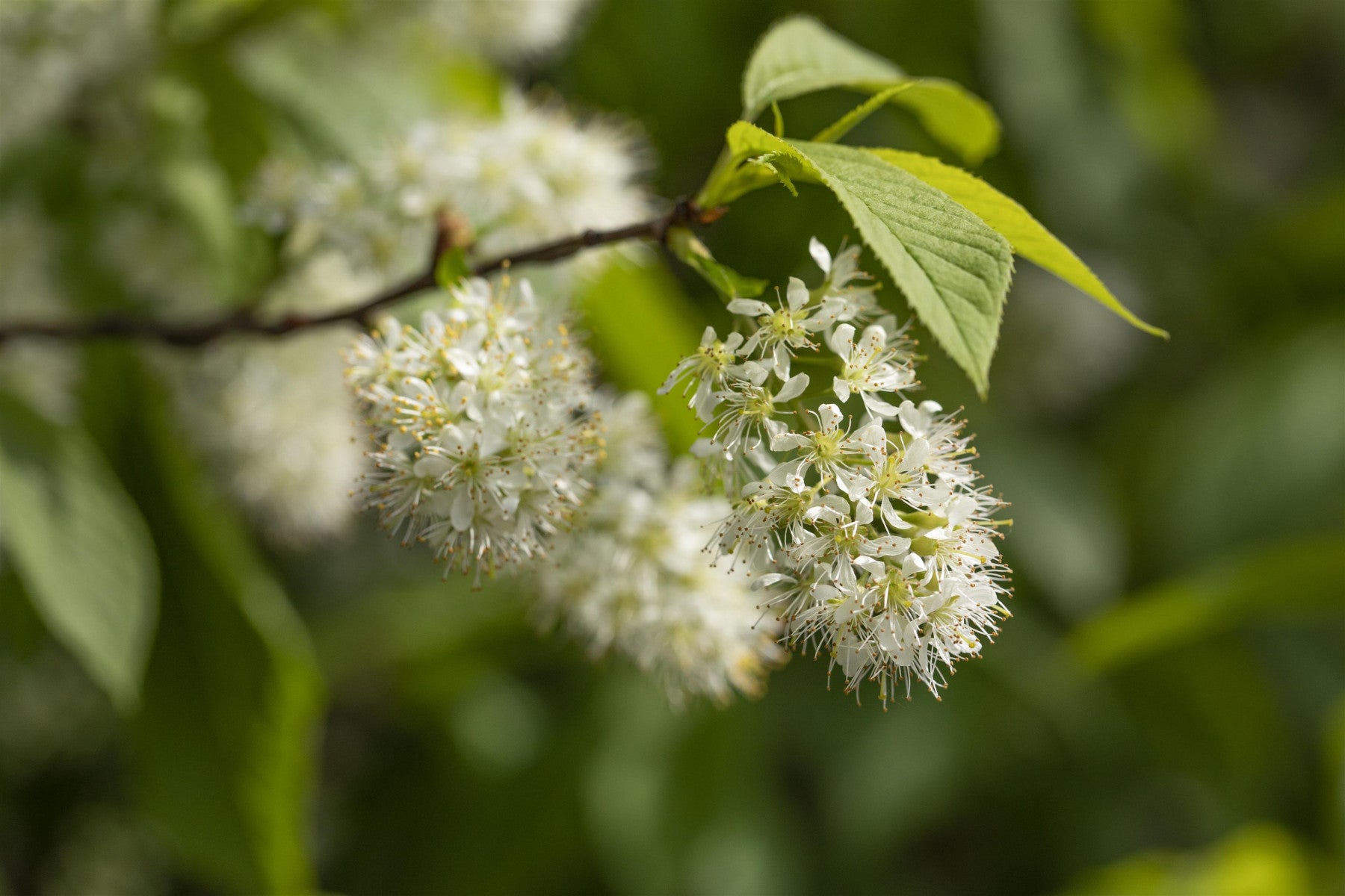 Prunus maackii 'Amber Beauty' (Wildkirschenbaum 'Amber Beauty')