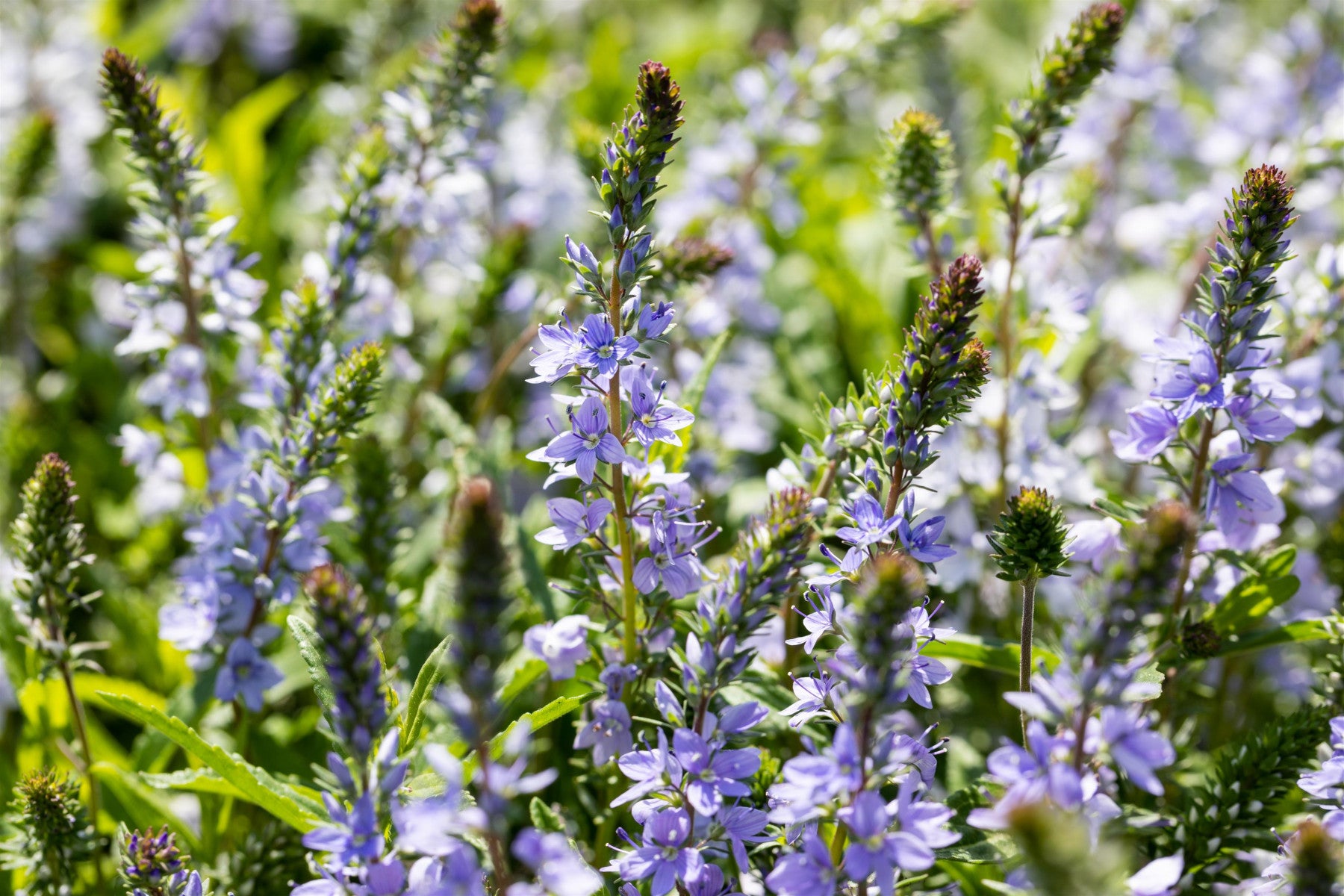 Veronica prostrata (Niederliegender Ehrenpreis)