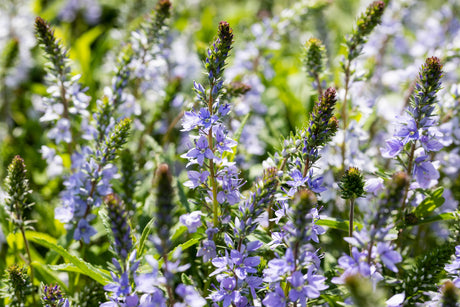 Veronica prostrata mit Blüte ;;ab 3,70 Euro