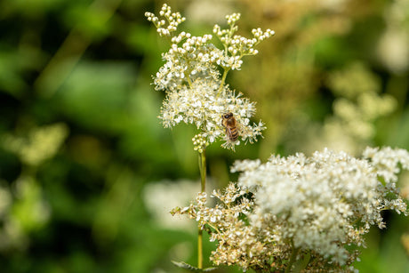 Filipendula ulmaria ;;ab 3,35 Euro