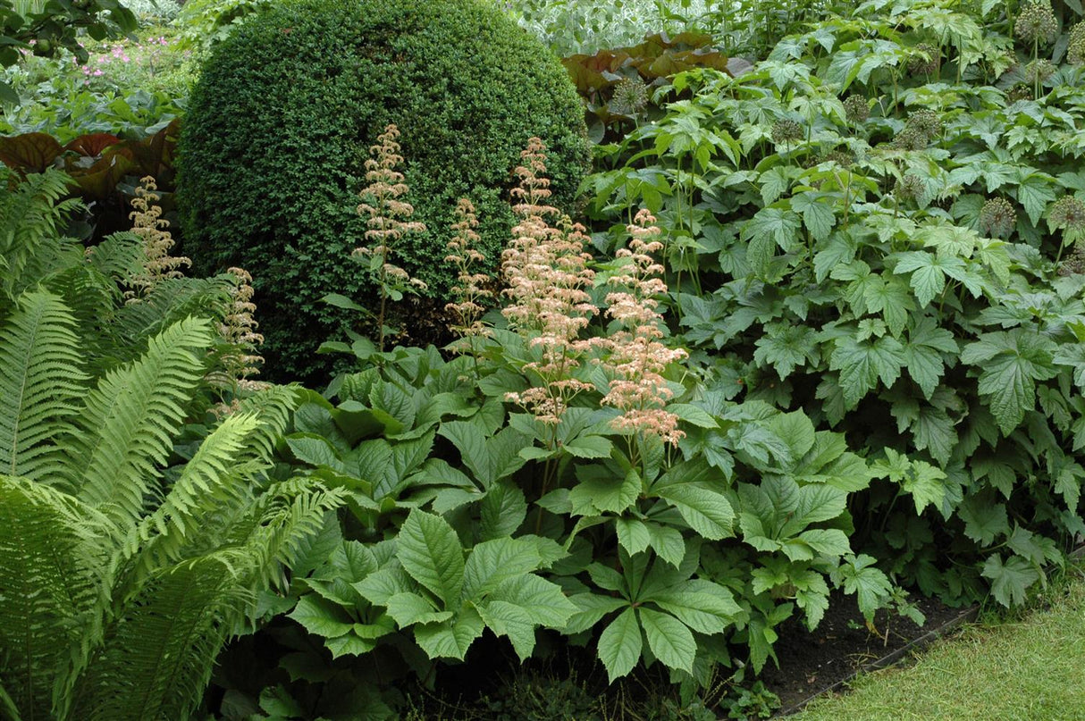 Rodgersia aesculifolia mit Blüte ;;ab 8,80 Euro