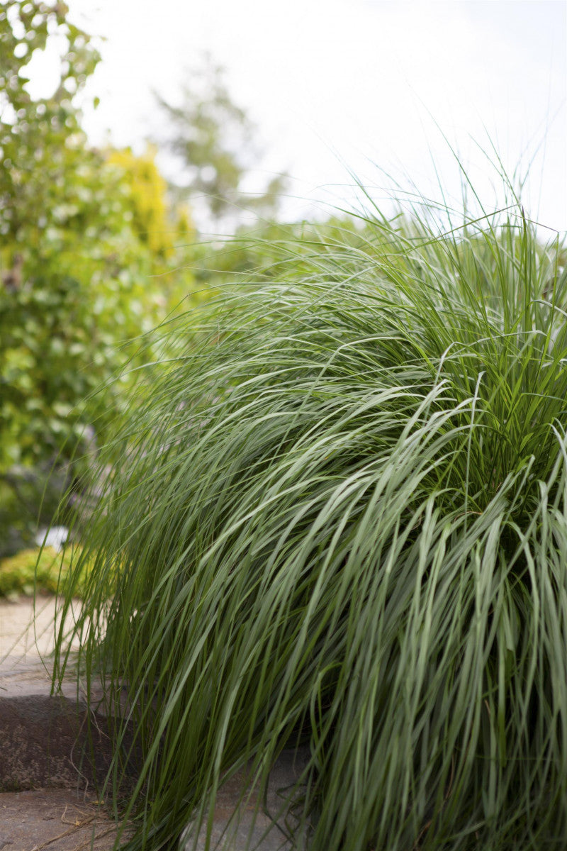 Pennisetum alopecuroides, gen. (Asiatisches Federborstengras)