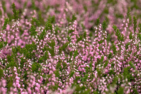 Calluna vulgaris 'J. H. Hamilton' ;;ab 2,31 Euro