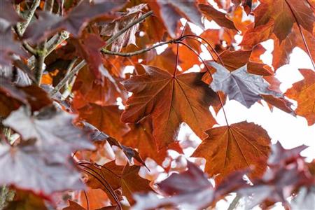 Roter Spitzahorn mit Herbstlaub ; Einsatz: Alleebaum ; Pluspunkt: schnittverträglich;;mit zeitnaher Lieferung