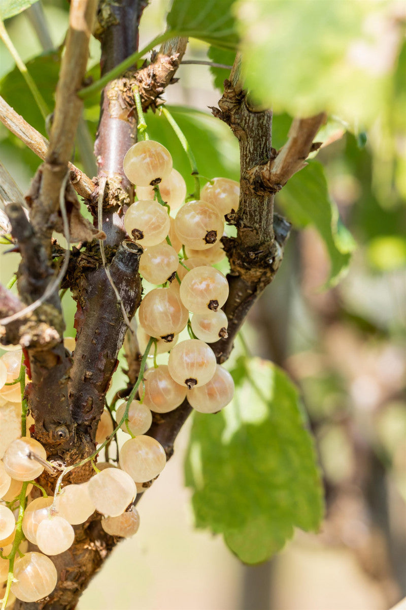 Ribes sativum 'Werdavia' mit Früchten ;;ab 15,90 Euro