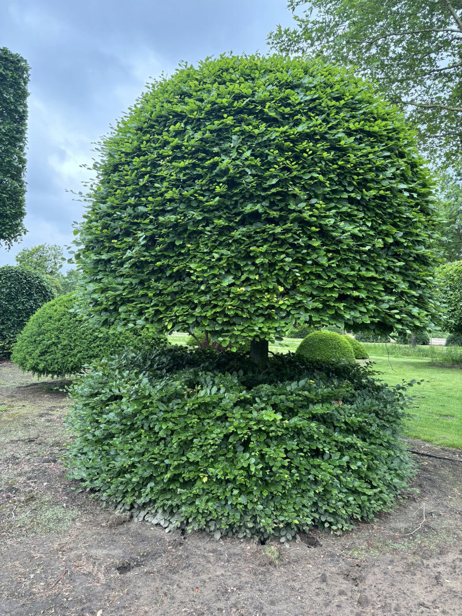 Fagus sylvatica HkG 81005 als Pflanze im Beet ; Einsatz: Schattenspender ; Pluspunkt: hohe ökonomische Bedeutung;;