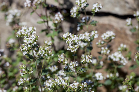 Origanum vulgare mit Blüte ;;ab 3,25 Euro