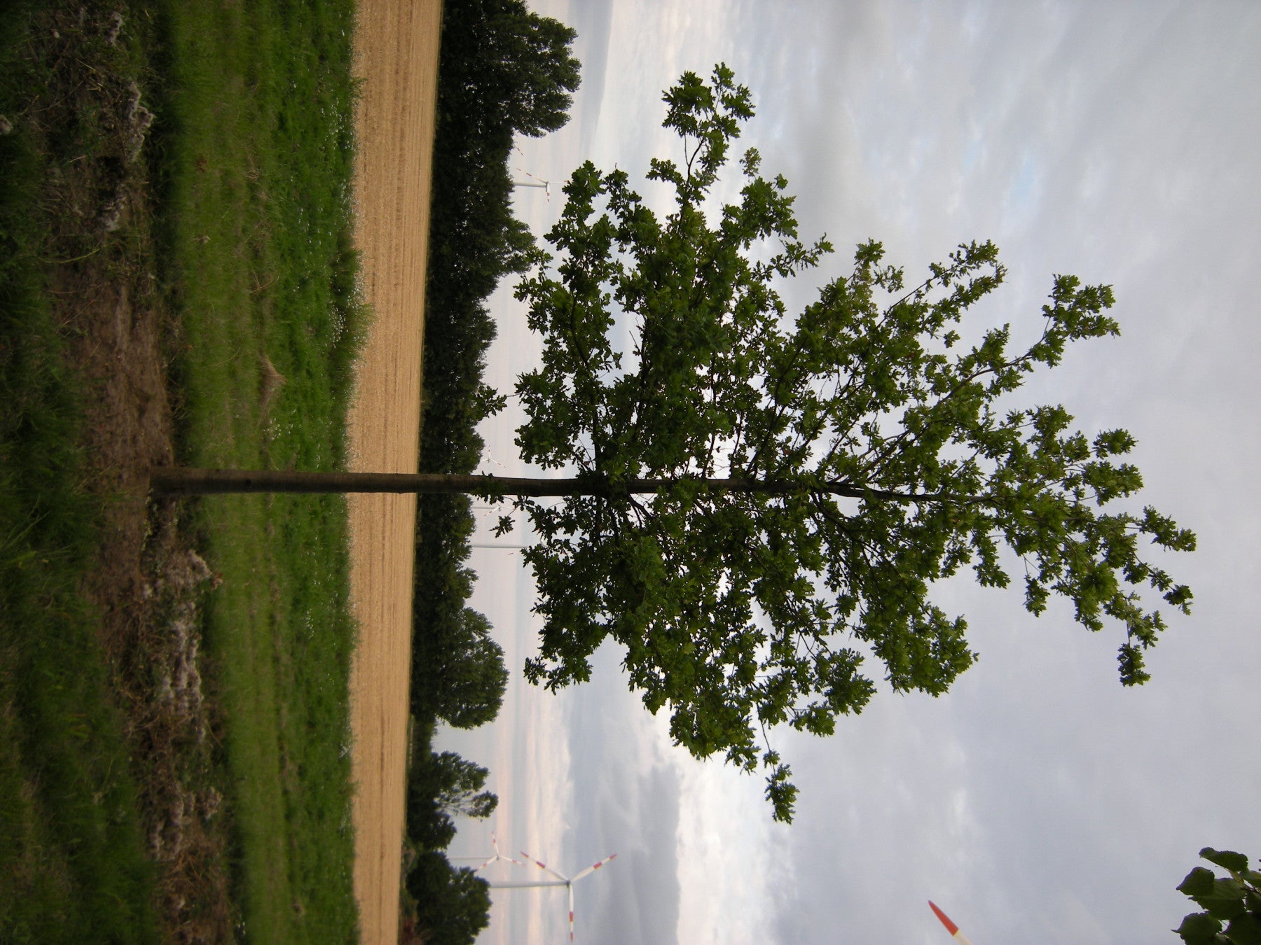 Quercus coccinea (Scharlach-Eiche)