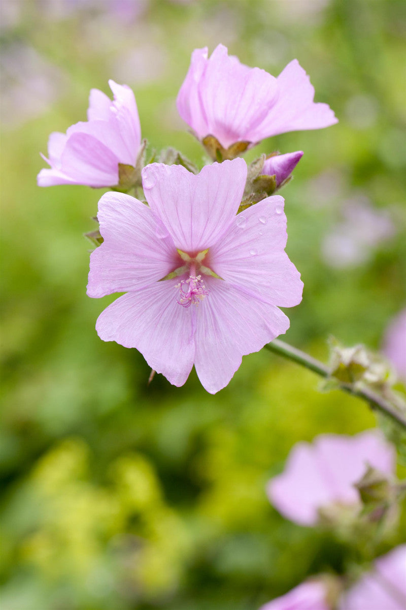 Malva moschata (Moschus-Malve)