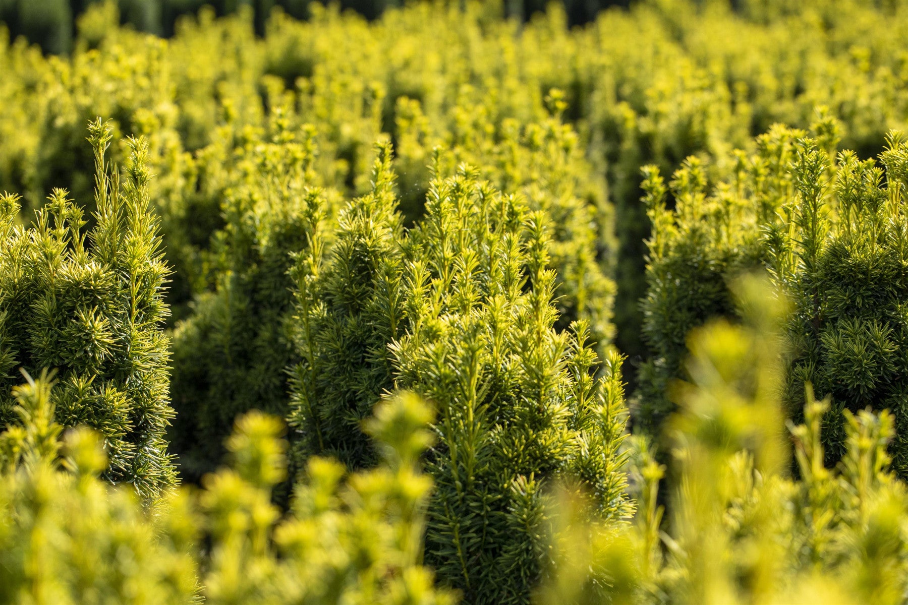 Taxus baccata 'Fastigiata Aureomarginata' (Gelbe Säuleneibe)