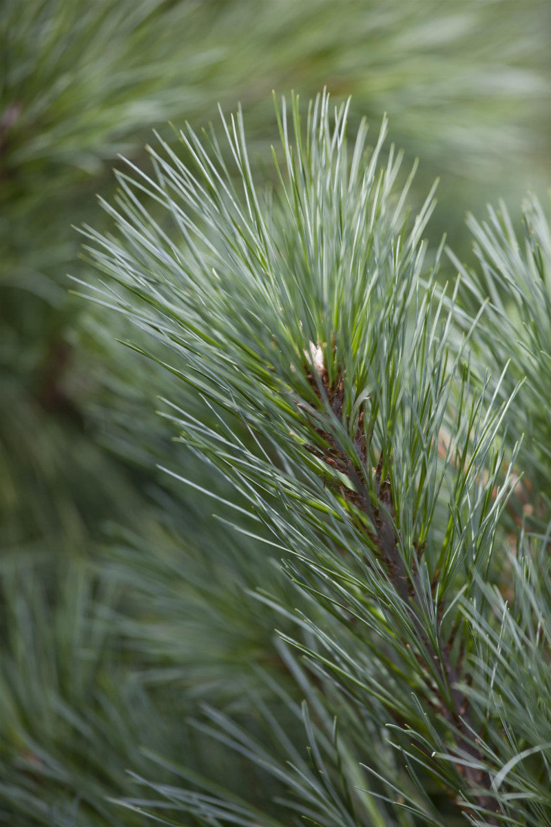 Pinus strobus (Weymouths-Kiefer)