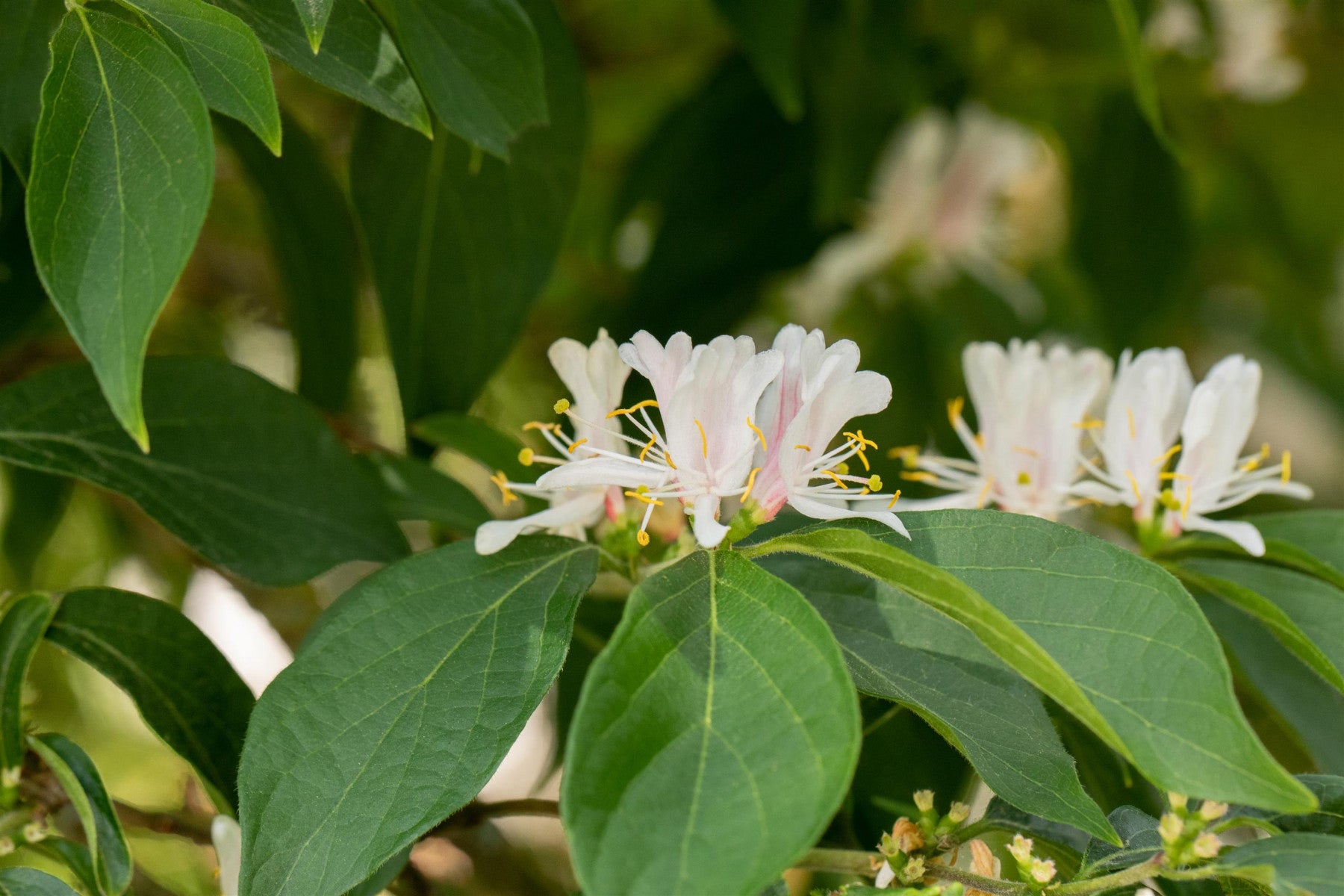 Lonicera maackii (Schirm-Heckenkirsche)