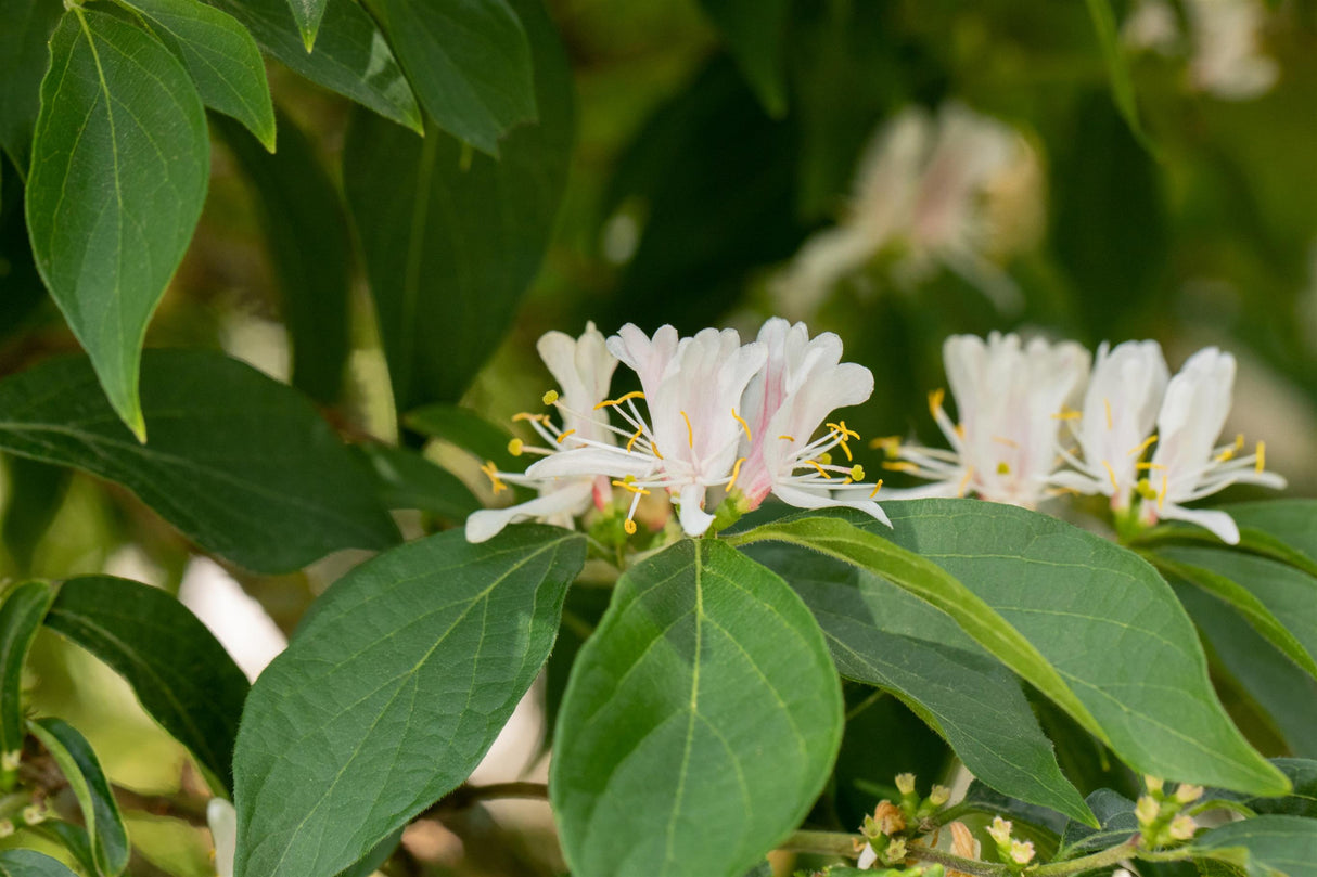 Lonicera maackii mit Blüte, erhältlich von 60-100 bis 80-100 cm ;;ab 14,00 Euro