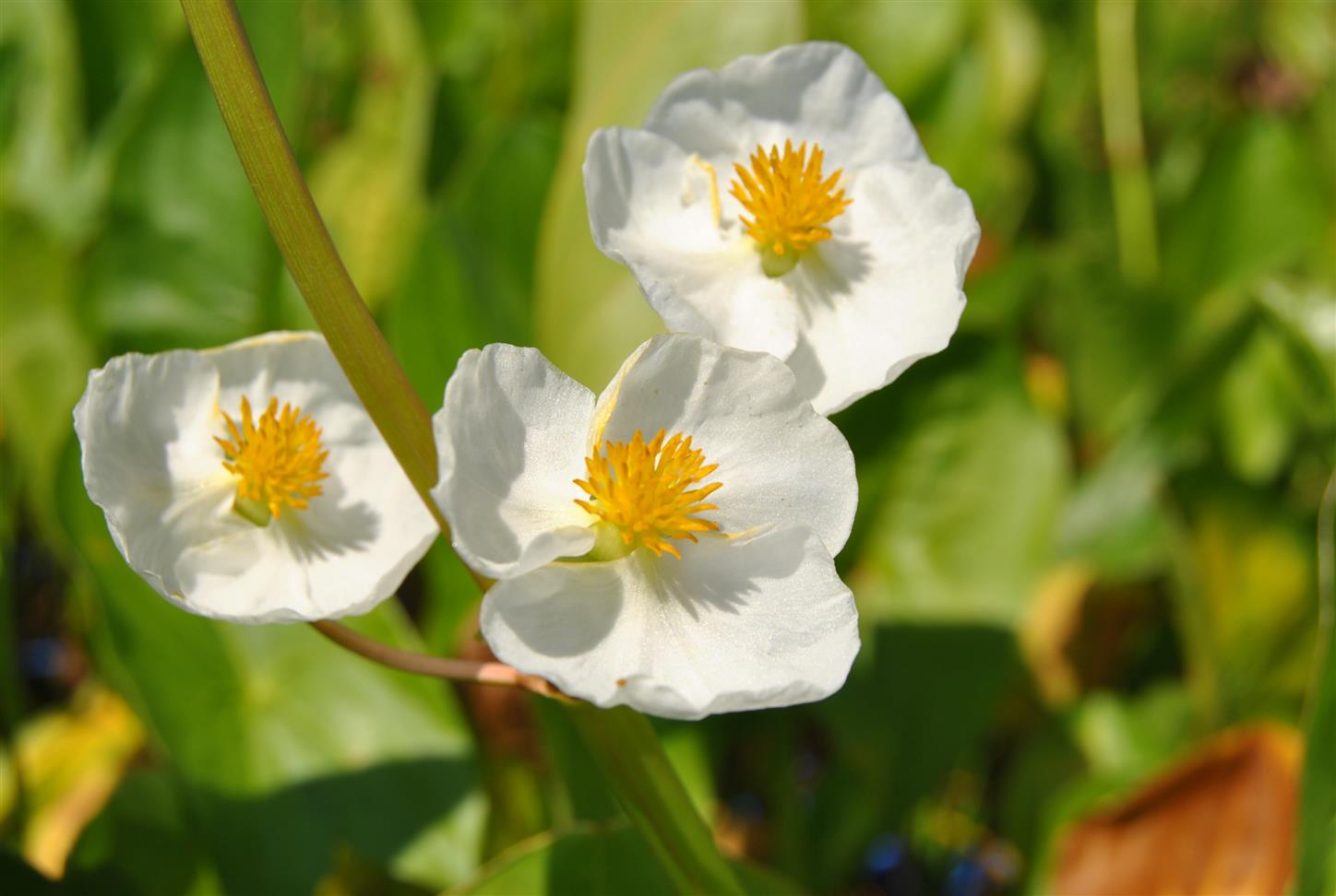 Sagittaria latifolia (Veränderliches Pfeilkraut)