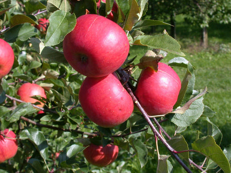 Malus 'Topaz' mit Früchten, erhältlich von 150-200 bis 450-650 cm ;;ab 42,80 Euro