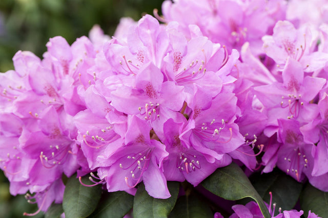 Rhododendron Hybr. 'Catawbiense Boursault' mit Blüte, erhältlich von 30-40 bis 90-100 cm ;;ab 27,40 Euro