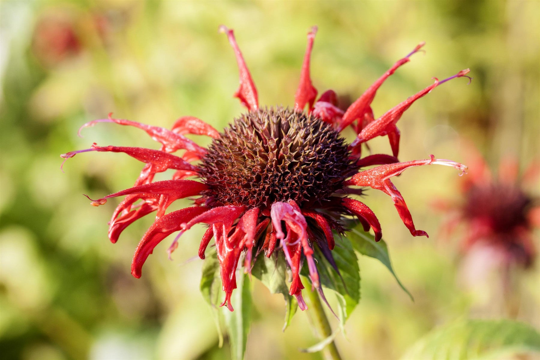 Monarda didyma 'Squaw' (Garten-Indianernessel)