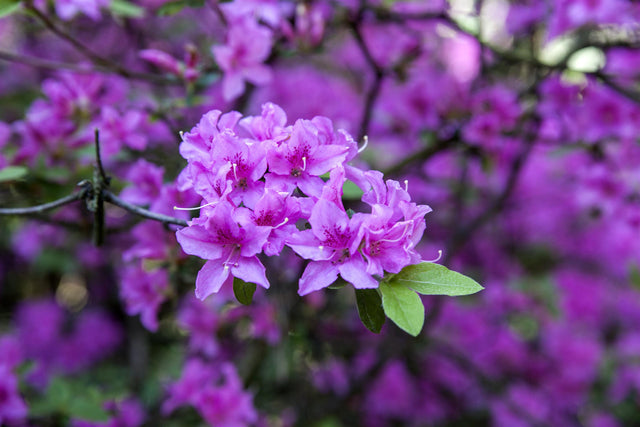 Rhododendron 'Praecox' mit Blüte, erhältlich von 20-25 bis 60-70 cm ;;ab 15,90 Euro