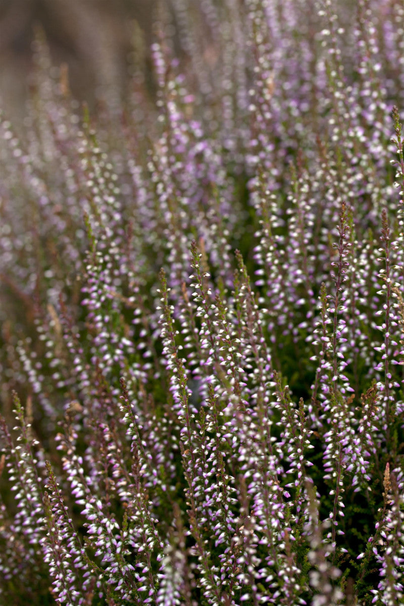 Calluna vulgaris 'Marleen' (Besenheide 'Marleen')