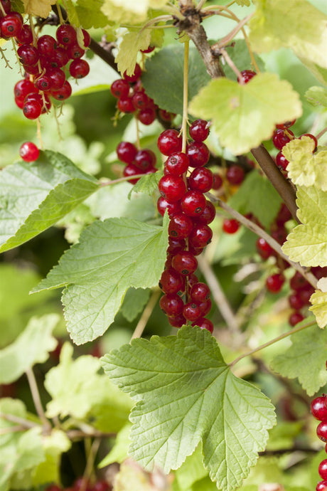 Ribes rubrum 'Red Lake' mit Früchten ;;ab 15,90 Euro