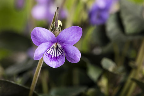 Viola odorata mit Blüte ;;ab 2,56 Euro