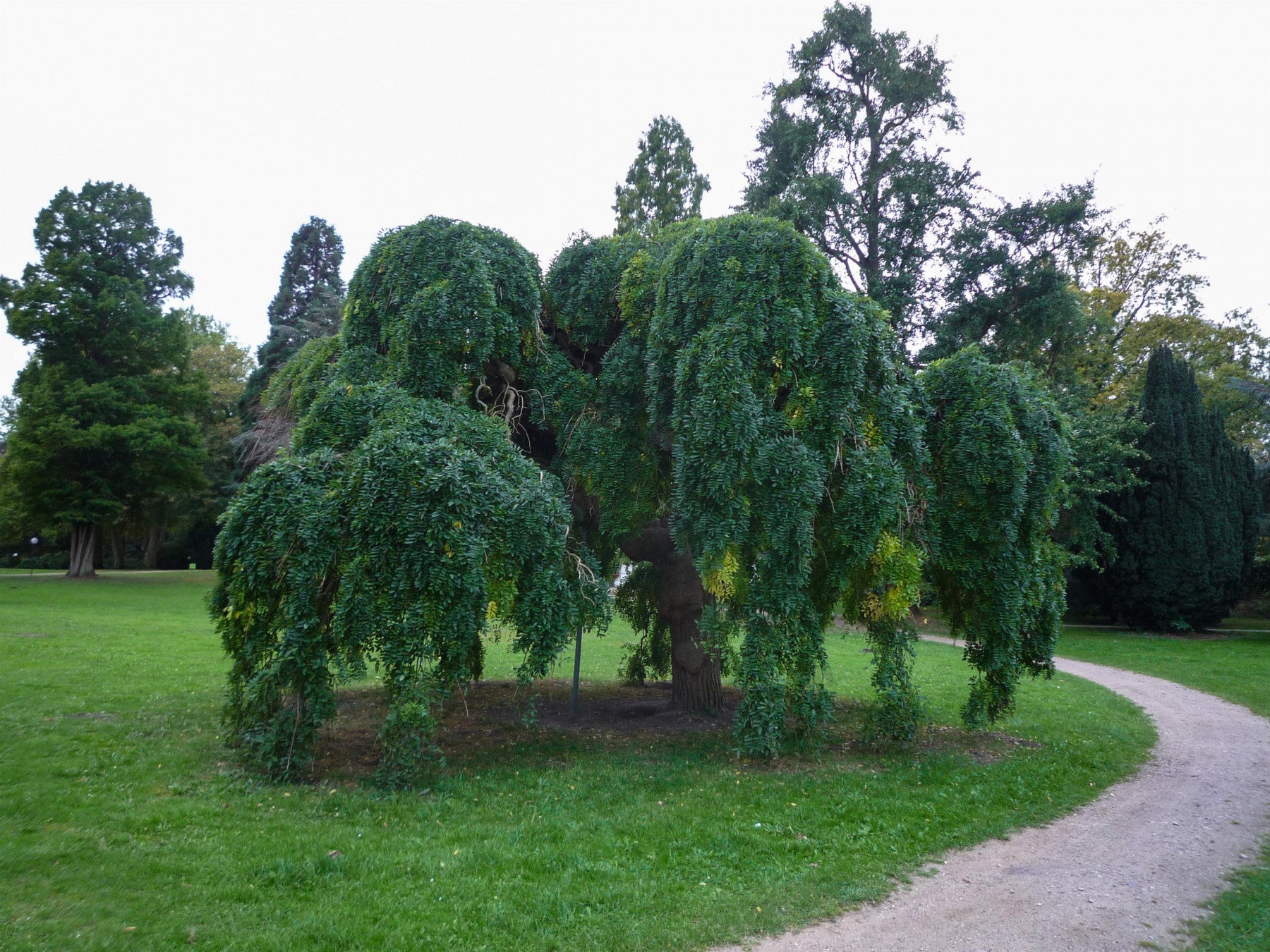 Fraxinus exc. 'Pendula' (Hänge-Esche 'Pendula')