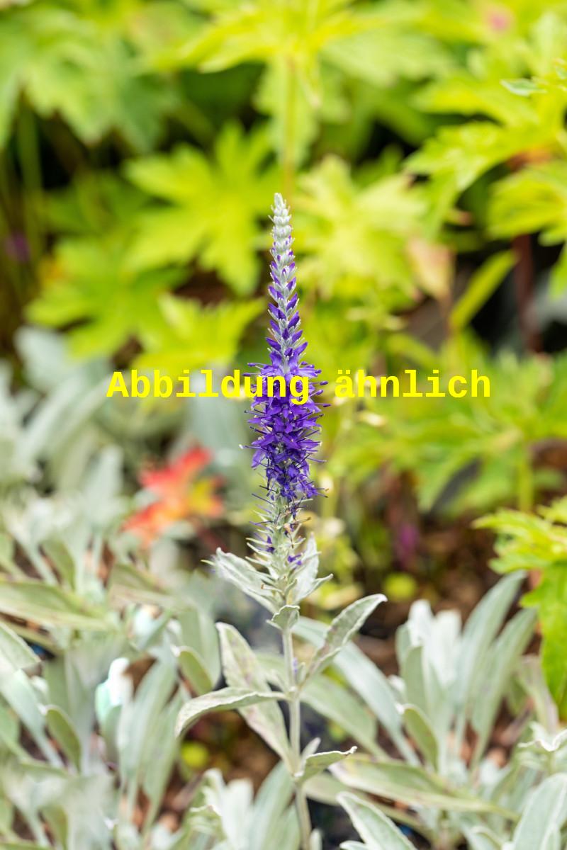 Veronica spicata ssp. inc. 'Silberteppich' (Silberblatt-Ehrenpreis)