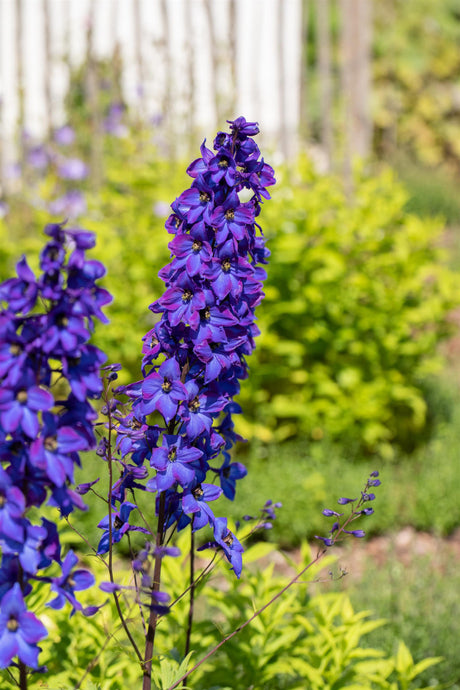 Delphinium x elatum 'Finsteraarhorn' mit Blüte ;;ab 14,80 Euro