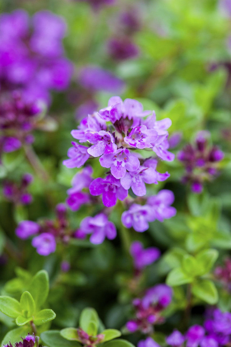 Thymus serpyllum 'Coccineus' (Garten-Thymian)